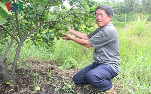 Trồng chanh thu tiền tỷ mỗi năm - Ảnh 1.