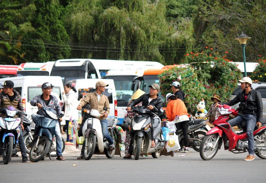 “Cò đặc sản” Đà Lạt lại bùng phát - Ảnh 1.