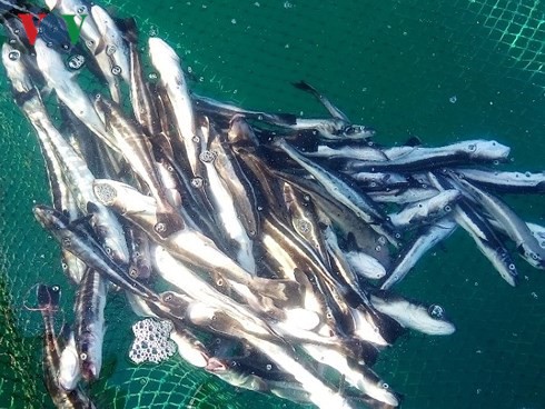 Cá chết hàng loạt ở khu vực nuôi cá lồng bè gần Nhiệt điện Vĩnh Tân - Ảnh 1.