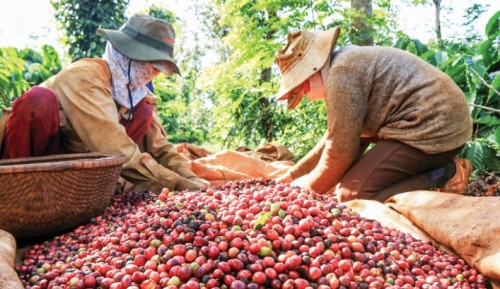 Cường quốc cà phê vẫn… đuối! - Ảnh 2.