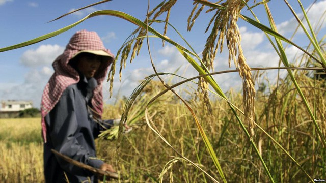Điều gì khiến Campuchia từ quốc gia đói nghèo, sau 10 năm có gạo xuất khẩu tới 63 thị trường, thu nhập người nông dân tăng 100% chỉ nhờ trồng lúa? - Ảnh 3.