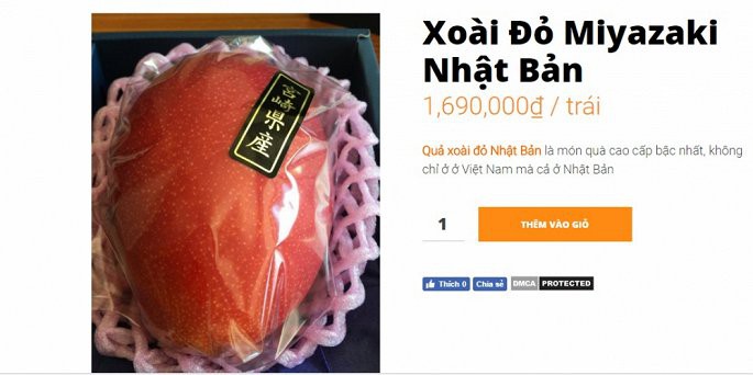 Xoài đỏ Nhật Bản đắt đỏ nhất thế giới, giá 2,5 triệu/quả vẫn cháy hàng ở Việt Nam - Ảnh 3. Xoài đỏ Nhật Bản đắt đỏ nhất thế giới, giá 2,5 triệu/quả vẫn cháy hàng ở Việt Nam - Ảnh 3.