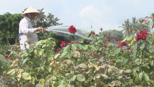 Người sở hữu hơn 40.000 chậu hoa hồng - Ảnh 1.