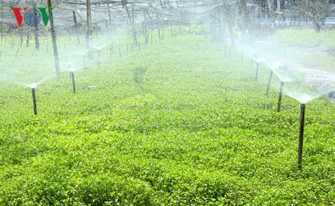 Thu nhập hàng trăm triệu từ mô hình trồng cải xà lách xoong - Ảnh 1.