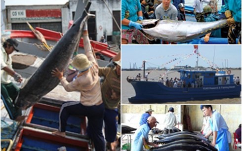 Sản lượng khai thác cá ngừ cuối vụ ở Phú Yên thấp do biển động - Ảnh 1.
