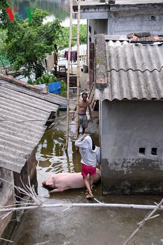 Nước lũ ngập nhà cửa tại Hà Nam, dân 9 tháng chạy loạn 2 lần - Ảnh 18.