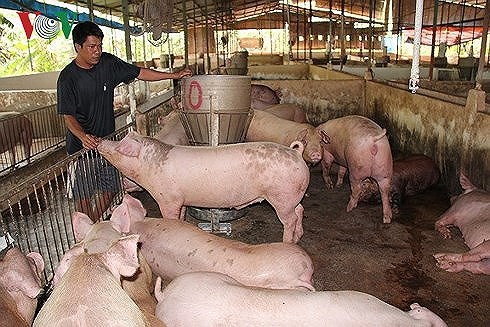 Giá lợn hơi tăng kỷ lục do mất cân đối cung - cầu cục bộ - Ảnh 1.