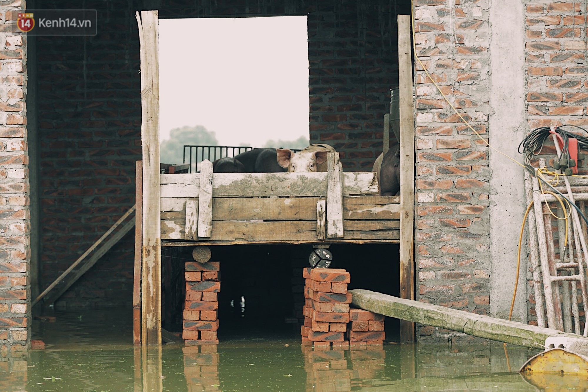 Những ngày lênh đênh ở Chương Mỹ: Trâu bò lặn ngụp, vịt trèo lên những mái nhà khi nước dâng đến tận nóc - Ảnh 15. Những ngày lênh đênh ở Chương Mỹ: Trâu bò lặn ngụp, vịt trèo lên những mái nhà khi nước dâng đến tận nóc - Ảnh 15.