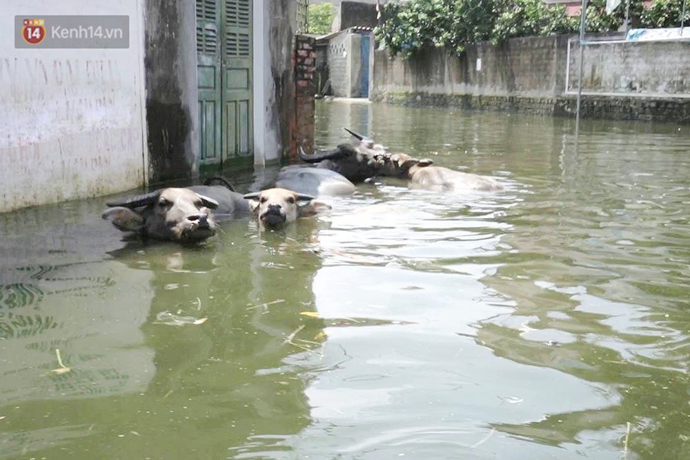 Những ngày lênh đênh ở Chương Mỹ: Trâu bò lặn ngụp, vịt trèo lên những mái nhà khi nước dâng đến tận nóc - Ảnh 3. Những ngày lênh đênh ở Chương Mỹ: Trâu bò lặn ngụp, vịt trèo lên những mái nhà khi nước dâng đến tận nóc - Ảnh 3.