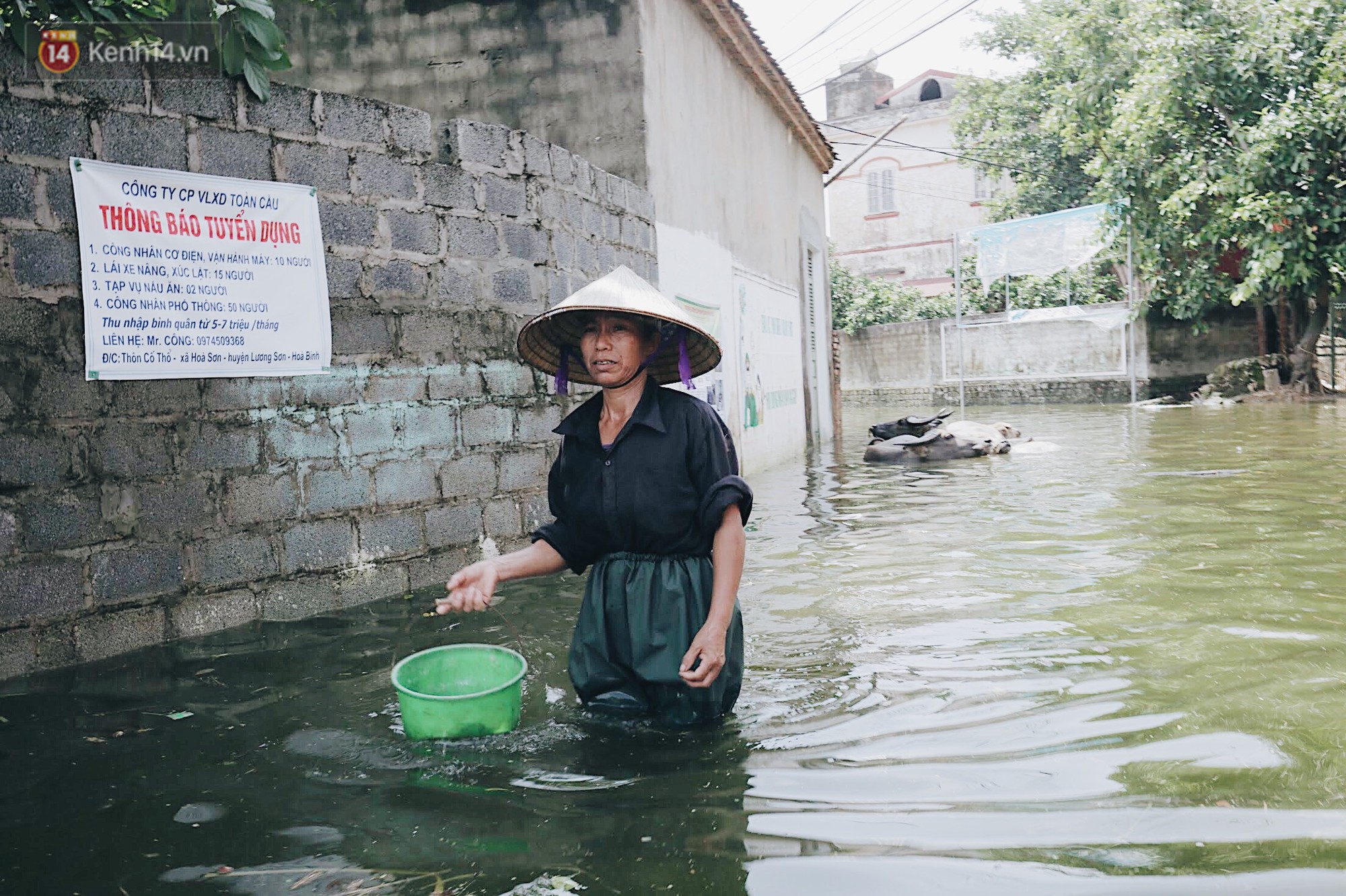 Những ngày lênh đênh ở Chương Mỹ: Trâu bò lặn ngụp, vịt trèo lên những mái nhà khi nước dâng đến tận nóc - Ảnh 4. Những ngày lênh đênh ở Chương Mỹ: Trâu bò lặn ngụp, vịt trèo lên những mái nhà khi nước dâng đến tận nóc - Ảnh 4.