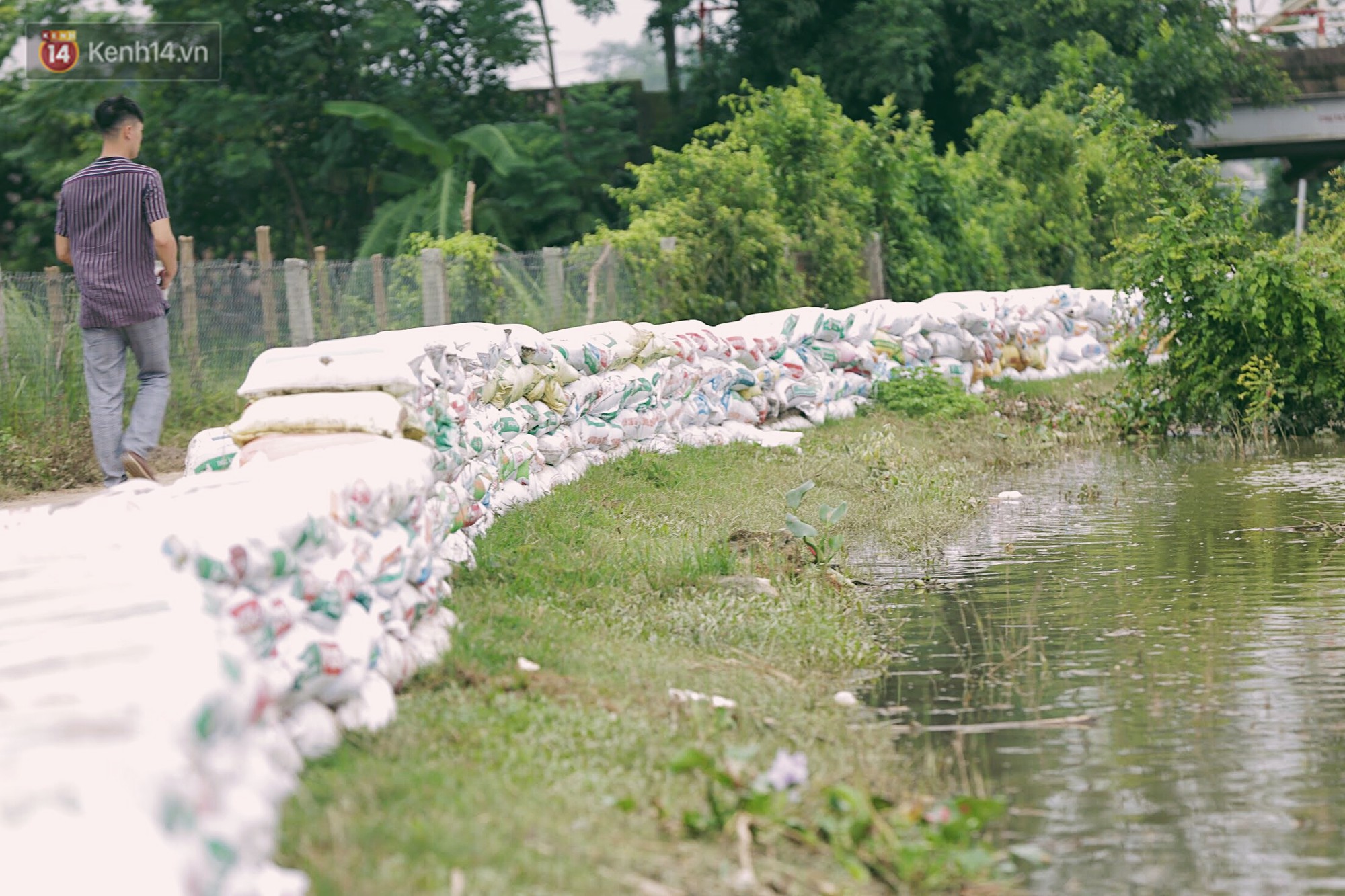 Những ngày lênh đênh ở Chương Mỹ: Trâu bò lặn ngụp, vịt trèo lên những mái nhà khi nước dâng đến tận nóc - Ảnh 10. Những ngày lênh đênh ở Chương Mỹ: Trâu bò lặn ngụp, vịt trèo lên những mái nhà khi nước dâng đến tận nóc - Ảnh 10.