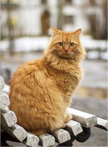 Những chú mèo nổi tiếng “làm việc” cho các viện bảo tàng ở Nga - Ảnh 5.