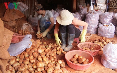 Chi hơn 1 tỷ đồng chống mạo danh thương hiệu khoai tây Đà Lạt - Ảnh 1.