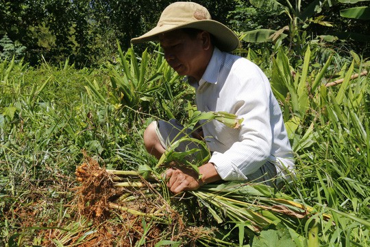 Hơn 100 tấn nghệ của nông dân Quảng Nam cần giải cứu - Ảnh 2.