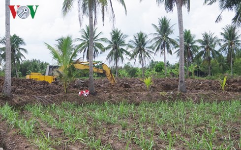 Hàng ngàn ha mía ở Trà Vinh “đói” vốn đầu tư tái vụ - Ảnh 1.