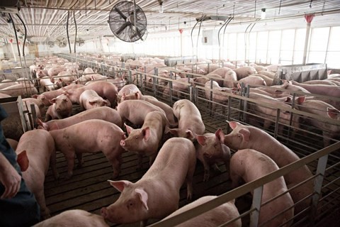 Cục Chăn nuôi cảnh báo giá lợn hơi vượt ngưỡng tăng ảo - Ảnh 1.