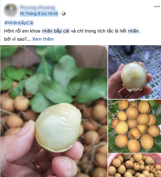 Nhãn bắp cải ở Vũng Tàu có gì đặc biệt mà giá gấp 10 lần nhãn thường? - Ảnh 1. Nhãn bắp cải ở Vũng Tàu có gì đặc biệt mà giá gấp 10 lần nhãn thường? - Ảnh 1.