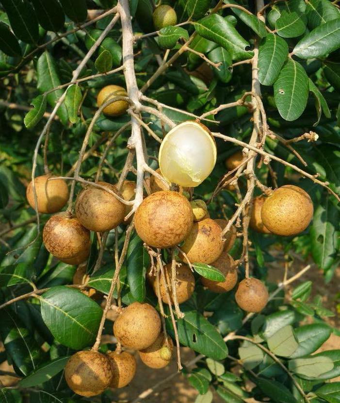 Nhãn bắp cải ở Vũng Tàu có gì đặc biệt mà giá gấp 10 lần nhãn thường? - Ảnh 5. Nhãn bắp cải ở Vũng Tàu có gì đặc biệt mà giá gấp 10 lần nhãn thường? - Ảnh 5.