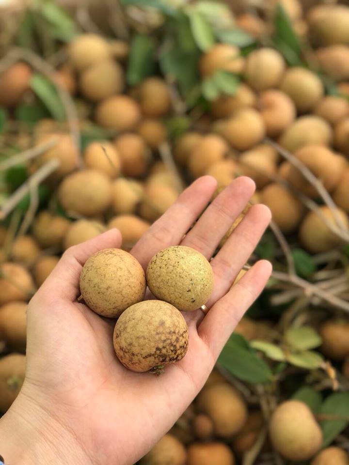 Nhãn bắp cải ở Vũng Tàu có gì đặc biệt mà giá gấp 10 lần nhãn thường? - Ảnh 7. Nhãn bắp cải ở Vũng Tàu có gì đặc biệt mà giá gấp 10 lần nhãn thường? - Ảnh 7.