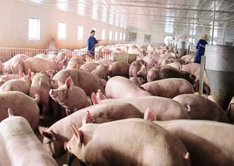 Lợn hơi tăng giá chóng mặt, Bộ Nông nghiệp phát công văn hỏa tốc - Ảnh 1.