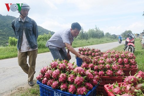 Thanh long Bình Thuận đột ngột tăng giá nhờ dịp Trung thu  - Ảnh 3.