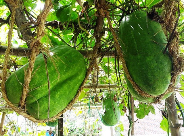 Làng trồng bí đao khổng lồ, có trái nặng tới 80kg ở Bình Định - Ảnh 5.