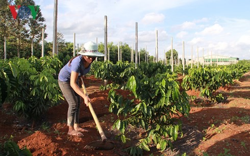 Nhiều diện tích cà phê tái canh ở Buôn Ma Thuột cho hiệu quả cao - Ảnh 2.