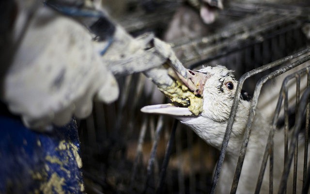 Foie gras - đỉnh cao văn hóa ẩm thực Pháp: Khi lằn ranh giữa món ăn xa hoa và nỗi thống khổ tột cùng của loài ngỗng bị xóa mờ - Ảnh 10.