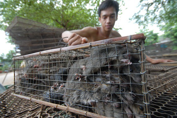 Cận cảnh thiên nhiên ban tặng người dân miền Tây nhiều sản vật trong mùa lũ đẹp - Ảnh 28.