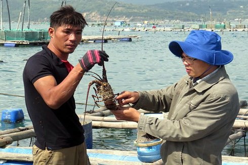 Người nuôi tôm hùm Phú Yên lại bất chấp rủi ro ở vịnh Xuân Đài? - Ảnh 1.