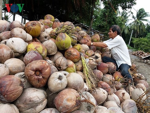 Giá dừa khô đồng bằng sông Cửu Long xuống thấp nhất 3 năm - Ảnh 1.