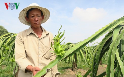 Ông Lê Minh, nông dân xã Hàm Chính, huyện Hàm Thuận Bắc cho biết lứa trái xanh này sau 1 tháng nữa sẽ chín tới kịp bán trong dịp Tết