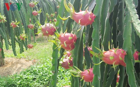 Ngày Tết, người Châu Á rất thích đơm trái thanh long màu đỏ trên bàn thờ để cầu mong sự may mắn trong năm mới