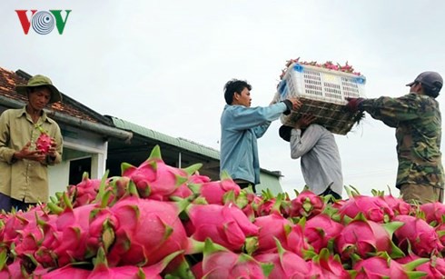 Giá thanh long trên địa bàn Bình Thuận bất ngờ tăng cao - Ảnh 1.