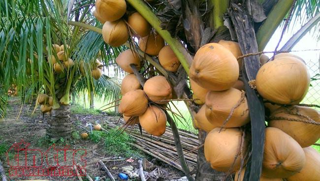 Độc đáo giống dừa ngồi hái ở miền Tây  - Ảnh 1.  Độc đáo giống dừa ngồi hái ở miền Tây  - Ảnh 1.