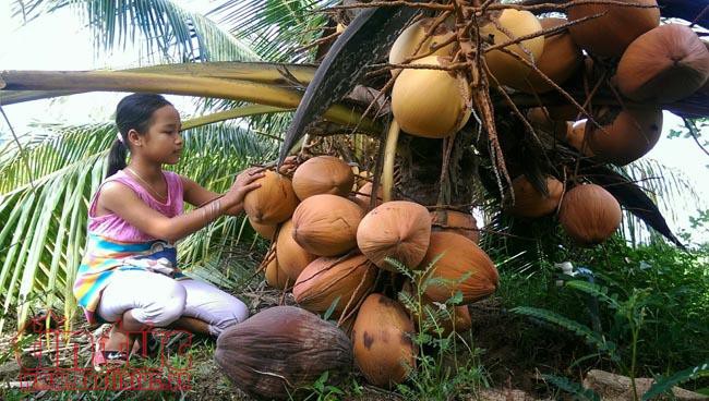Độc đáo giống dừa ngồi hái ở miền Tây  - Ảnh 4.  Độc đáo giống dừa ngồi hái ở miền Tây  - Ảnh 4.