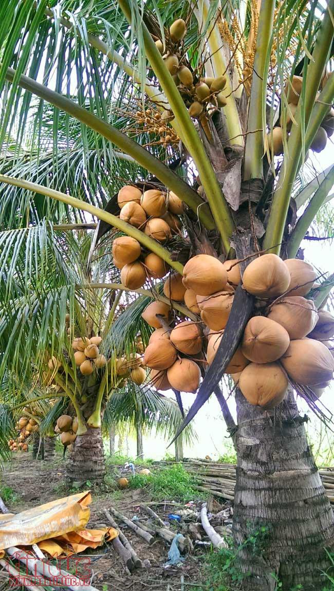 Độc đáo giống dừa ngồi hái ở miền Tây  - Ảnh 2.  Độc đáo giống dừa ngồi hái ở miền Tây  - Ảnh 2.
