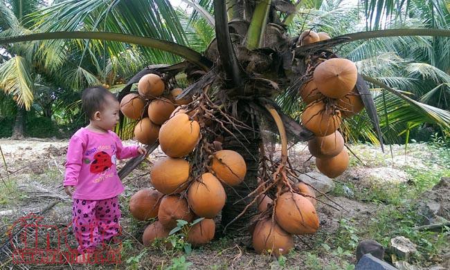 Độc đáo giống dừa ngồi hái ở miền Tây  - Ảnh 3.  Độc đáo giống dừa ngồi hái ở miền Tây  - Ảnh 3.