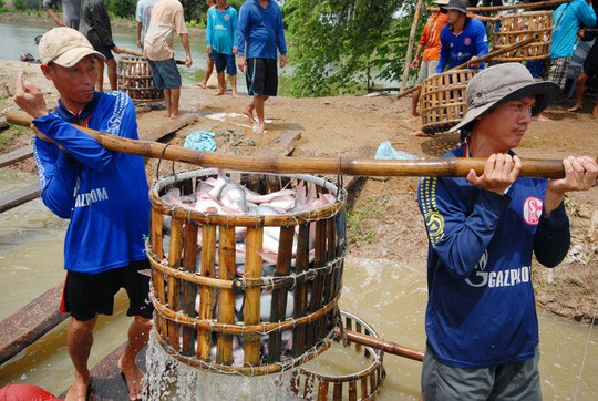 Cá tra áp lực lớn trong năm 2019 - Ảnh 1.