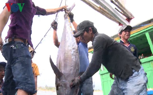 Đầu năm, ngư dân Phú Yên trúng đậm cá ngừ - Ảnh 1.