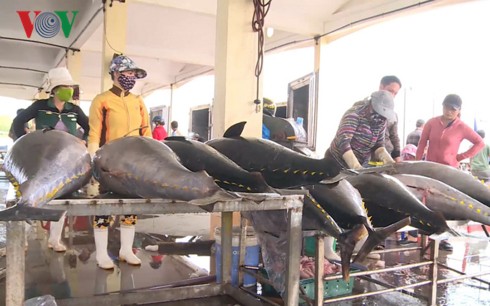 Đầu năm, ngư dân Phú Yên trúng đậm cá ngừ - Ảnh 2.
