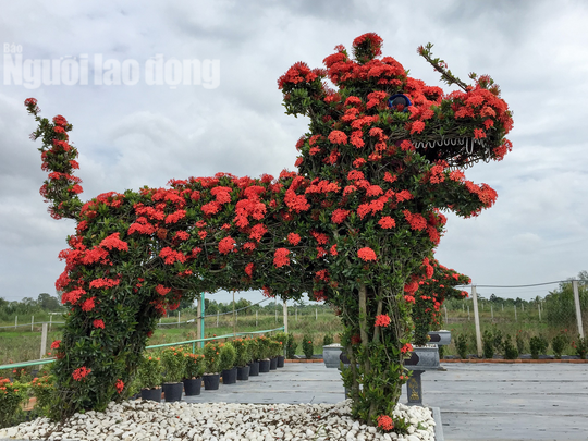 Biến cây trồng bờ rào thành kiểng long quy giá 400 triệu đồng/cặp - Ảnh 4.