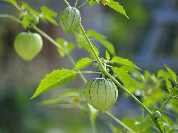 Một loại quả mọc dại ở Việt Nam nhưng lại được bày bán “sang chảnh” ở siêu thị nước ngoài, vài nơi còn không có đủ cho khách mua - Ảnh 1.