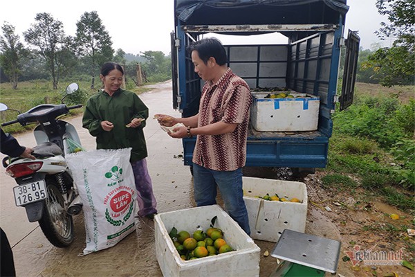 Hàng chục tấn cam đặc sản rụng tả tơi giữa vụ thu hoạch - Ảnh 2.