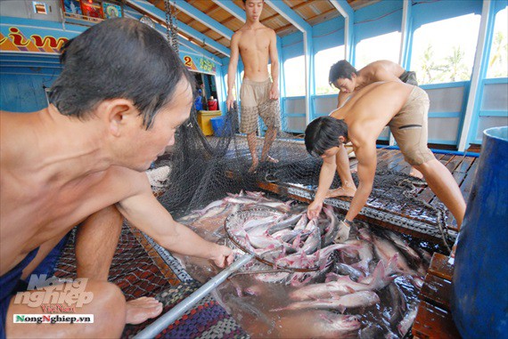 Hình ảnh từ vựa cá tra chế biến xuất khẩu sang Trung Quốc - Ảnh 12.