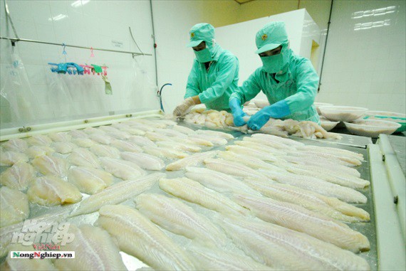 Hình ảnh từ vựa cá tra chế biến xuất khẩu sang Trung Quốc - Ảnh 19.