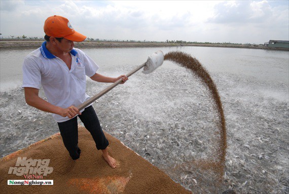 Hình ảnh từ vựa cá tra chế biến xuất khẩu sang Trung Quốc - Ảnh 4.