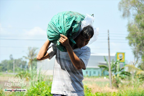 Vựa khoai lang lớn nhất miền Tây xuất khẩu sang Trung Quốc - Ảnh 22.