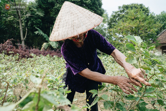 Cuộc sống lạc quan, tự tại của cụ bà đạp xe lên ủy ban xã xin ra khỏi hộ nghèo: 11 đứa con mà tui chưa phải phiền đến đứa mô - Ảnh 12.