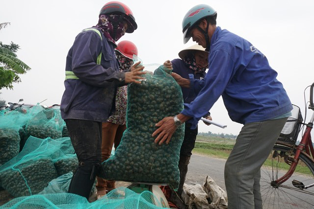 Hà Tĩnh: Thương lái thu mua hàng chục tấn ốc bươu vàng - Ảnh 3.